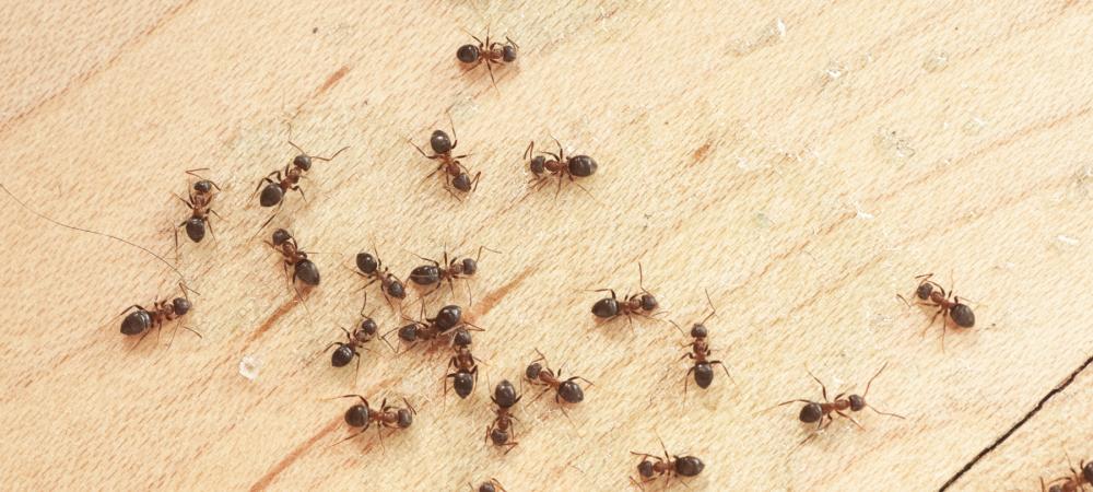 How To Get Rid Of Ants In Florida